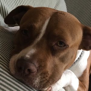 Meet your Posher, Cam